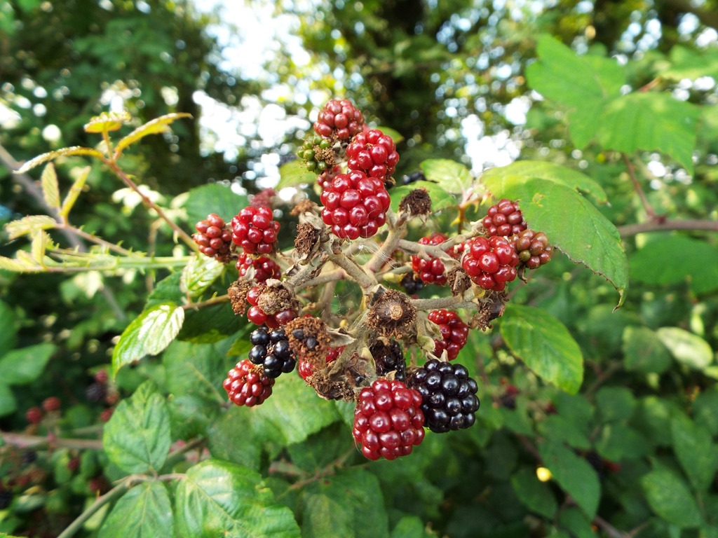 [blackberries6.jpg]