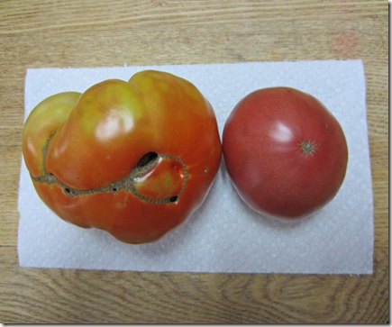 Brandywine and Cherokee Purple tomatoes