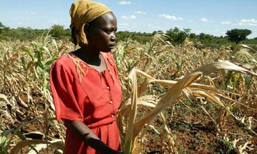 Zimbabwe-peasant-farmer-008