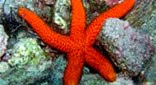 Manche Atlantique grand bleu étoile de mer rouge