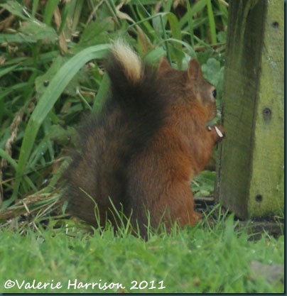21 red-squirrel-black-tail