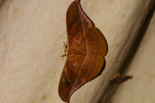 Copaxa winbrechlini BRECHLIN, KACH & MEISTER, 2011. Los Cedros, 1400 m, Montagnes de Toisan, Cordillère de La Plata (Imbabura, Équateur), 18 novembre 2013. Photo : J.-M. Gayman