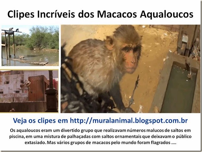 macacos-aqualoucos