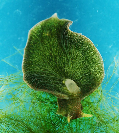 [spinach-snail%255B4%255D.jpg]