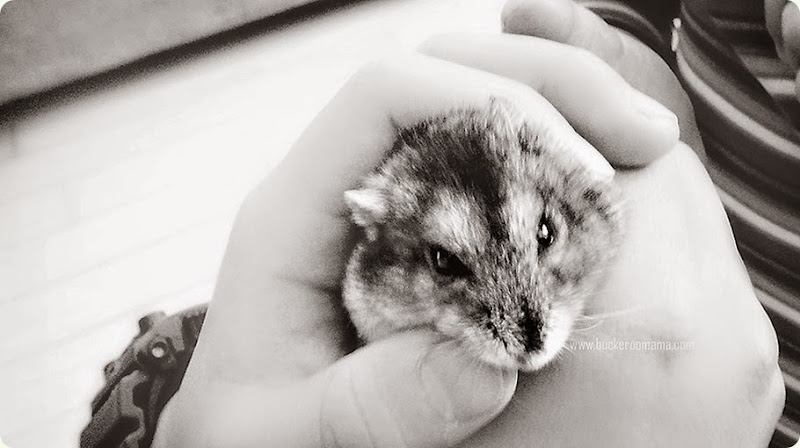 Strawberry-the-Hamster-(1)