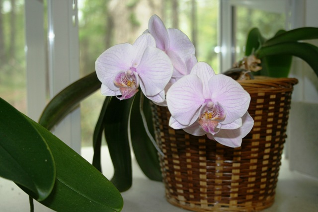 [orchid%25203-8-12%255B2%255D.jpg]