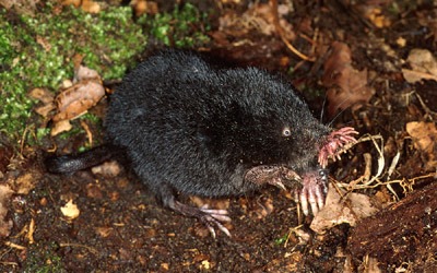 [Amazing%2520Animal%2520Pictures%2520Star%2520Nosed%2520Mole%2520%252810%2529%255B3%255D.jpg]