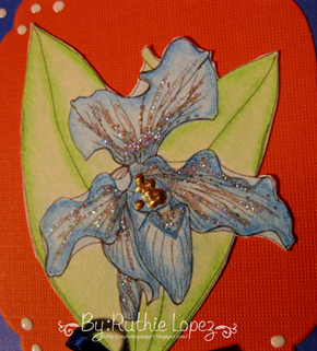 Slipper orchid - Sunshine mail - Hope Jacare. 2