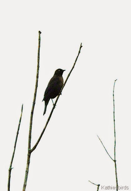 20. rusty blackbird-kab