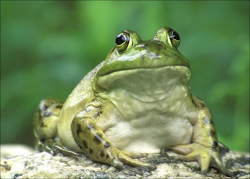 bull frog Amphibians & Reptiles