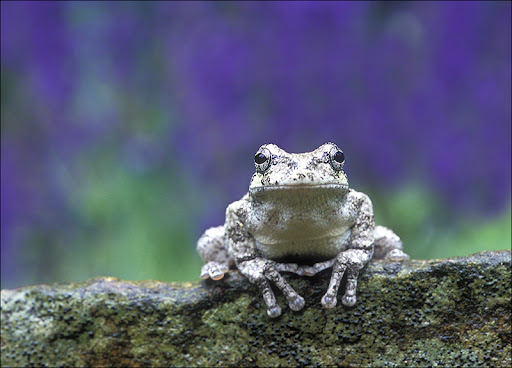 gray treefrog purple Amphibians & Reptiles