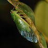Sangihe cicada