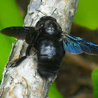 carpenter bee