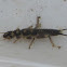 Stonefly Larvae