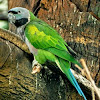 Lord Derby's parakeet