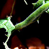 Small White Caterpillar