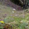 Grassland Saxifrage
