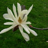 Magnolia estrellada. Star magnolia