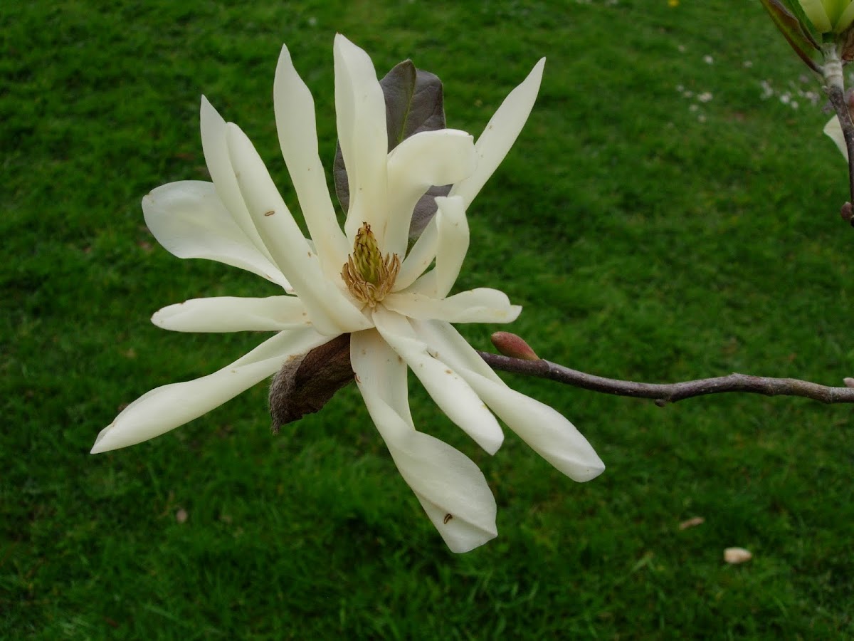 Magnolia estrellada. Star magnolia