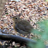 Mistle Thrush juvenile