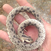 Southern hognose snake