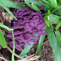 Violet Coral Fungus