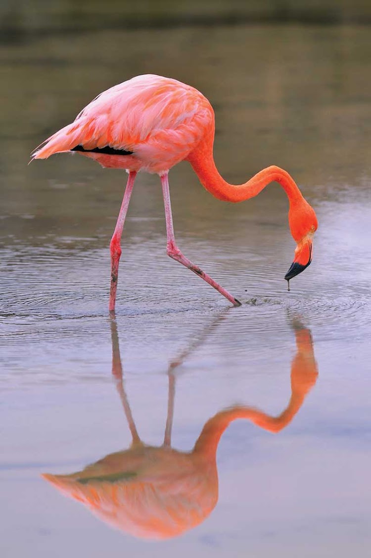 A wild flamingo looks for a snack in the Galapagos Islands.