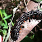 Autumn Leaf Butterfly caterpillar