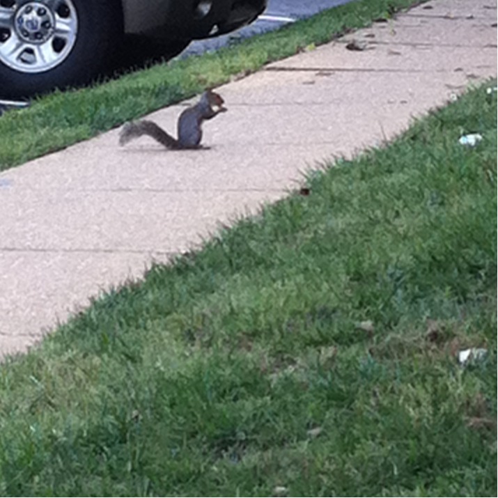 Eastern Gray squirrel