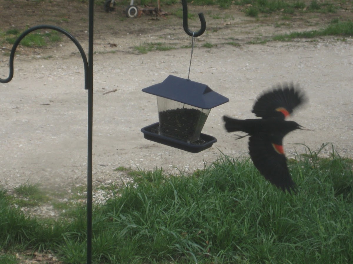 Male red-winged blackbird