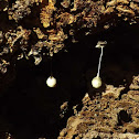 Two-tailed Bark Spider Egg Cases