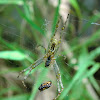 Enamel spider