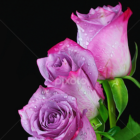 by Dipali S - Digital Art Things