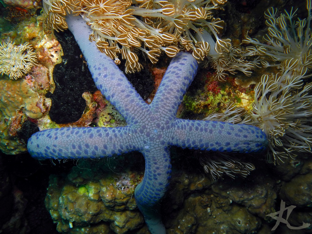 Azure Sea Star