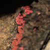 Carnival Candy Slime Mold