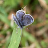 Eastern Tailed-Blue