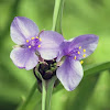 Virginia Spiderwort