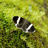 White-striped Black Moth