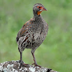 Grey-breasted Francolin