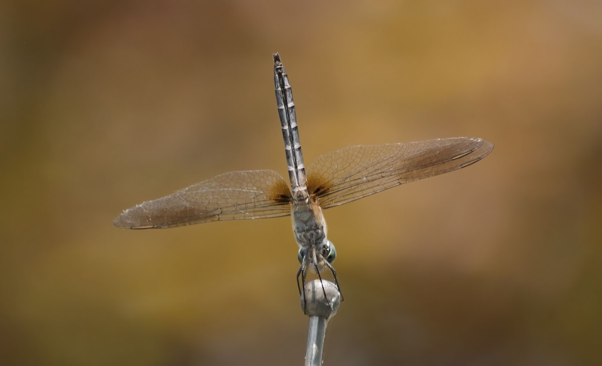 Blue Dasher