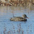 Gadwall Duck (female)