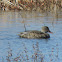 Gadwall Duck (female)