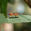 Black-headed Orange Parasite Wasp
