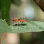 Black-headed Orange Parasite Wasp