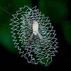 Grass Cross Spider