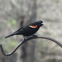 Red-winged Blackbird