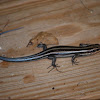 American 5 Lined Skink