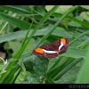Smooth-banded Sister butterfly