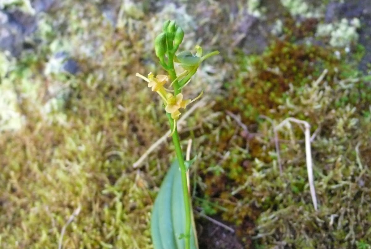 Orchidée de l'île de la Réunion