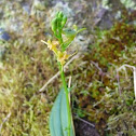 Orchidée de l'île de la Réunion